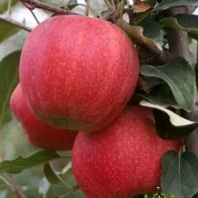 Яблоня ГАЛА ШНИГА в Гомеле