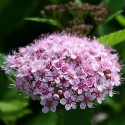 Спирея ПИНК СПАРКЛЕР в Гомеле