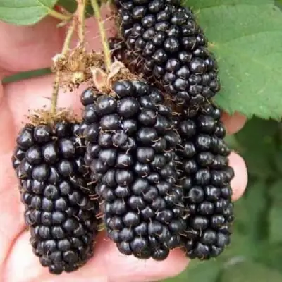 Ежевика ЛОХ НЕСС бесшипная  в Гомеле