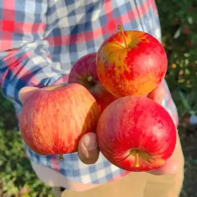 Яблоня КРАСАВИТА в Гомеле