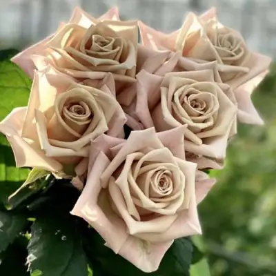 Роза МЕНТА чайно-гибридная в Гомеле