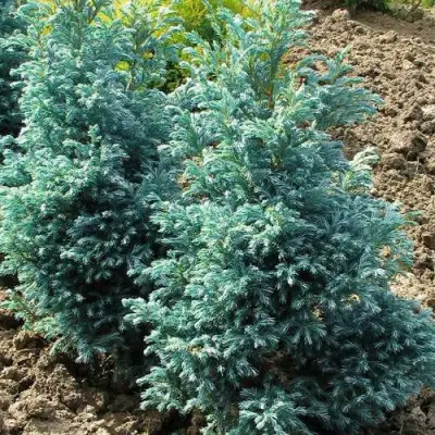 Кипарисовик БУЛЕВАРД горохоплодный в Гомеле