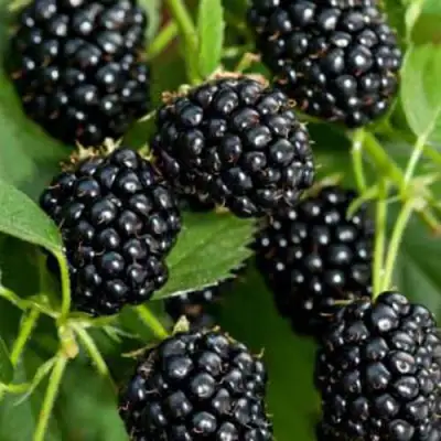 Ежевика КИТАНИНИ бесшипная  в Гомеле