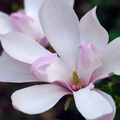 Магнолия ПИНКИ в Гомеле