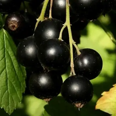 Смородина черная КЛУССОНОВСКАЯ в Гомеле