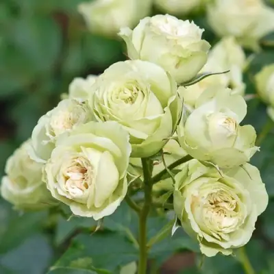 Роза ГРИН ДАЙМОНД миниатюрная в Гомеле