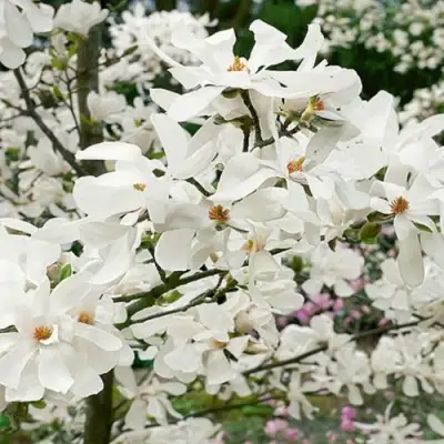 Магнолия ЛЕБНЕРА МЕРРИЛЛ в Гомеле