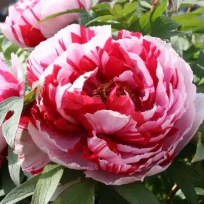 Пион РЕД ВИЗ ПИНК древовидный в Гомеле