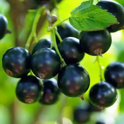 Смородина чёрная ВЕЛОЙ (ЛЕНИНГРАДСКАЯ СЛАДКАЯ) в Гомеле