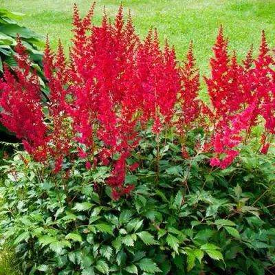 Астильба КОБЛЕНЦ японская в Гомеле