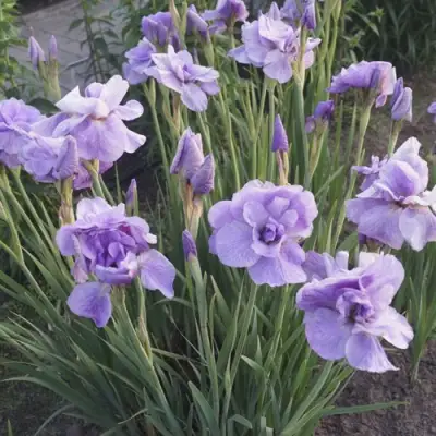 Ирис ИМПЕРИАЛ ОПАЛ сибирский в Гомеле