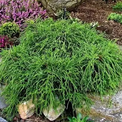 Кипарисовик ФИЛИФЕРА НАНА горохоплодный  в Гомеле