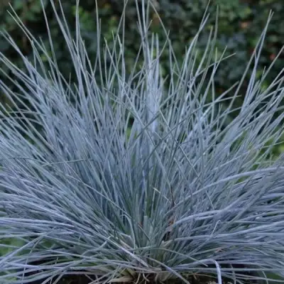 Овсяница АЙСФОГЕЛЬ сизая в Гомеле