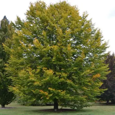 Бук лесной в Гомеле