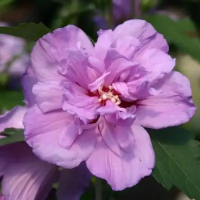 Гибискус АРДЕНС сирийский в Гомеле