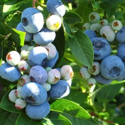 Голубика ДАРРОУ в Гомеле