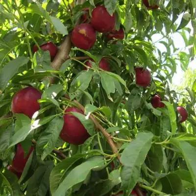 Нектарин ЭКСТРИМ БЬЮТИ в Гомеле