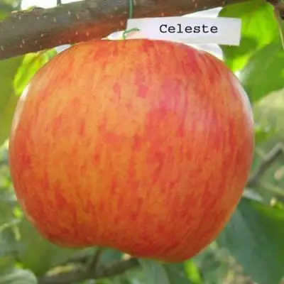 Яблоня ЦЕЛЕСТЕ в Гомеле