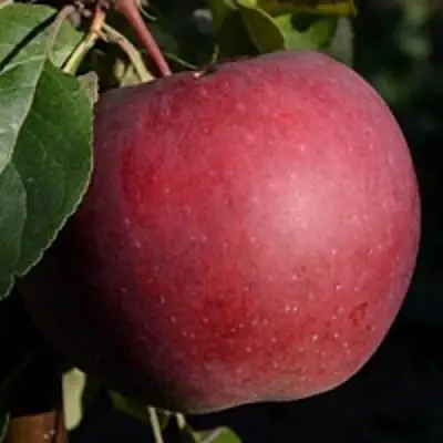 Яблоня БЕЛОРУССКОЕ СЛАДКОЕ в Гомеле