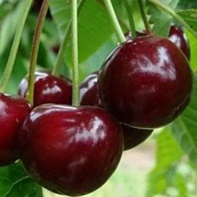 Вишня МИЛАВИЦА в Гомеле