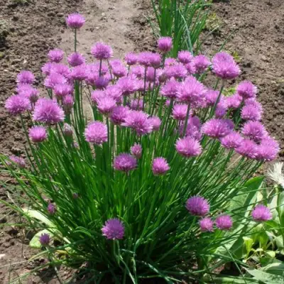 Лук-шнитт в Гомеле