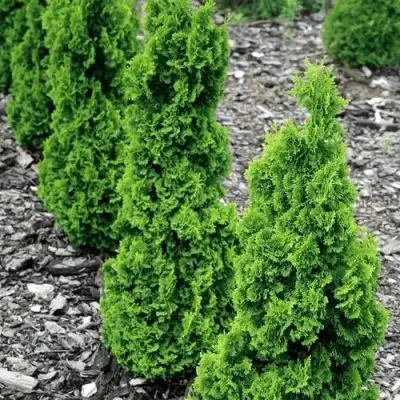 Туя ЗМАТЛИК западная в Гомеле