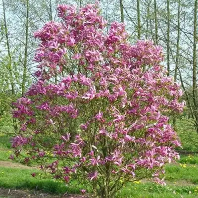 Магнолия СЬЮЗАН в Гомеле