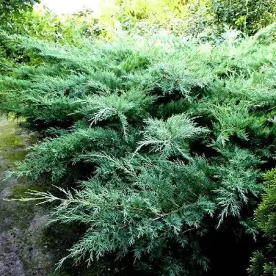 Можжевельник ПФИТЦЕРИАНА ГЛАУКА  средний в Гомеле