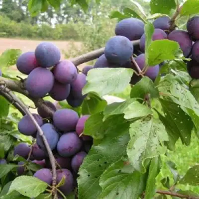 Слива ПЕРДРИГОН в Гомеле