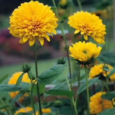 Подсолнечник СОЛЕЙЛ ДЕ ОР в Гомеле