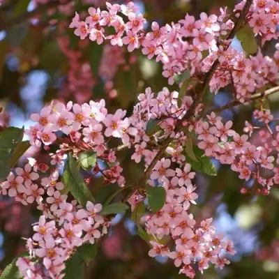 Черемуха КОЛОРАТА в Гомеле