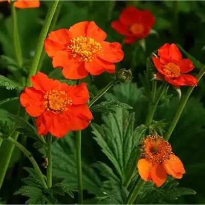 Гравилат БОРИСА в Гомеле