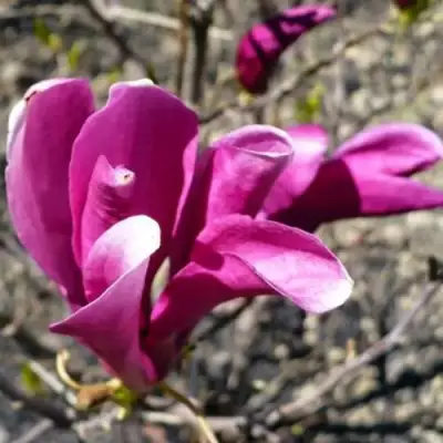 Магнолия СЬЮЗАН в Гомеле