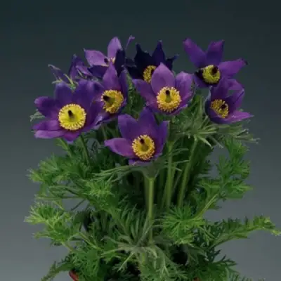 Прострел ПИНВИЛ БЛЮ ШЕЙДЕС в Гомеле