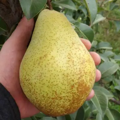 Груша ГЕНЕРАЛ ЛЕКЛЕРК в Гомеле