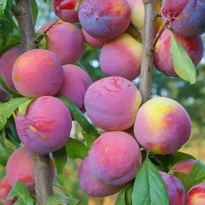 Слива КОЛОННОВИДНАЯ в Гомеле