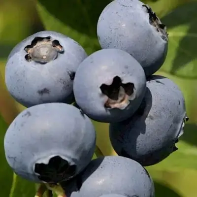 Голубика ЧАНДЛЕР в Гомеле