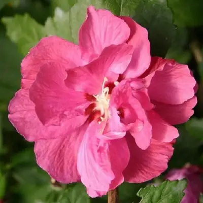 Гибискус ДЮК ДЕ БРАБАНТ сирийский  в Гомеле