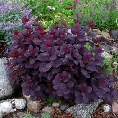 Скумпия РОЯЛ ПЕРПЛ кожевенная в Гомеле