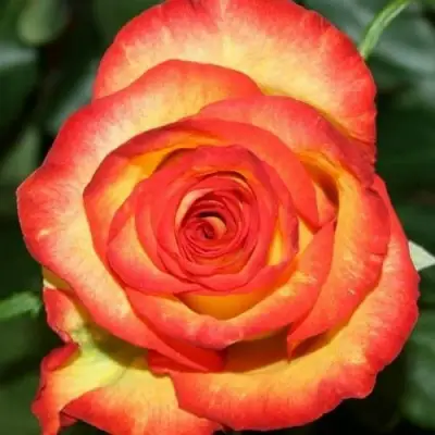 Роза ХАЙ МЭДЖИК чайно-гибридная в Гомеле