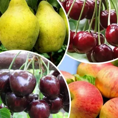 Комплект НАСЛАЖДЕНИЕ в Гомеле