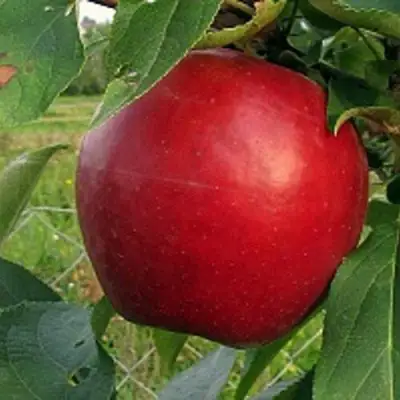 Яблоня РЕДФРИ в Гомеле