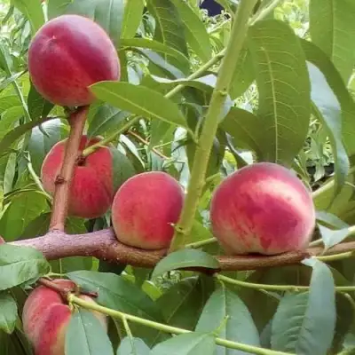 Персик КИЕВСКИЙ РАННИЙ в Гомеле