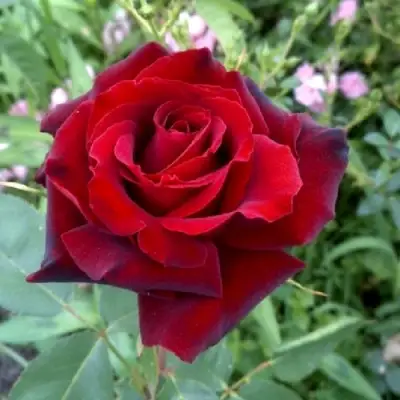 Роза ТАБУ чайно-гибридная в Гомеле