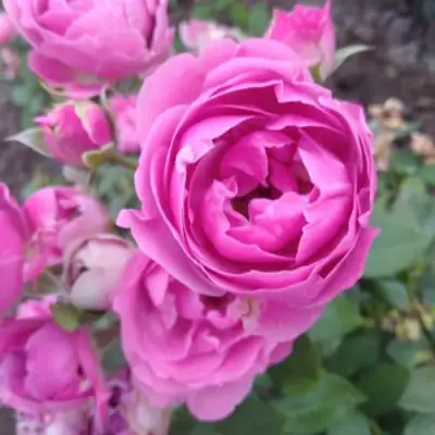 Роза МИСТИ БАБЛС спрей в Гомеле