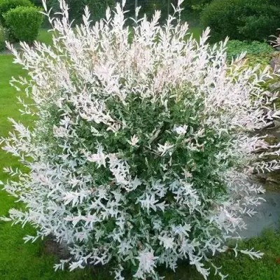 Ива ХАКУРО НИШИКИ в Гомеле