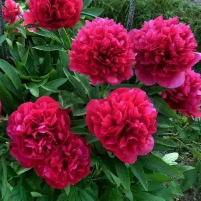 Пион БЕЛГРАВИЯ травянистый в Гомеле