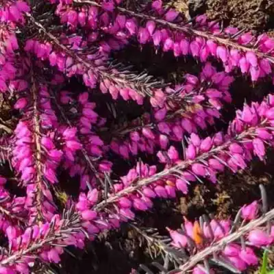 ЭРИКА "АЛЬПИЙСКИЙ ВЕРЕСК" (зимующая) сорт АТРОРУБРА в Гомеле