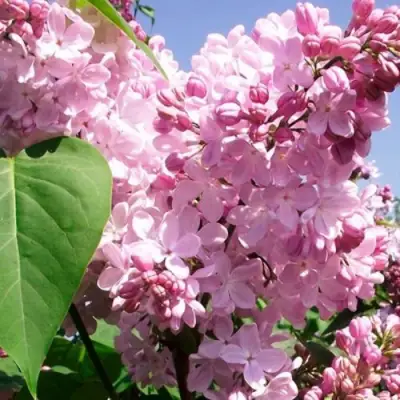 Сирень АДЕЛИНА в Гомеле