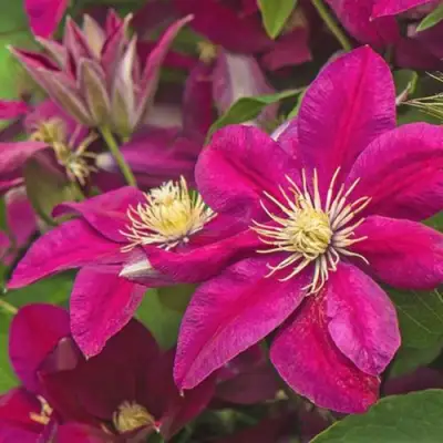 Клематис ЭРНЕСТ МАРКХАМ в Гомеле